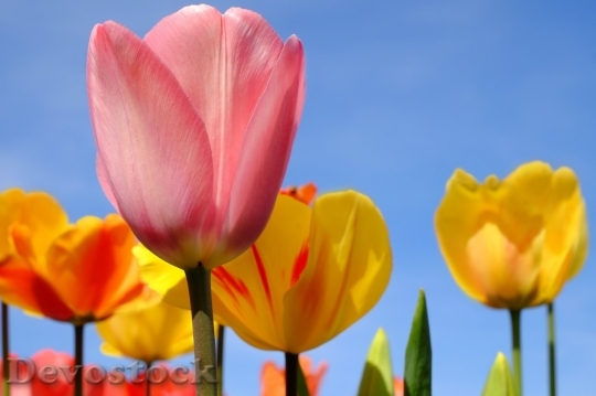 Devostock Tulip beautiful  (421)