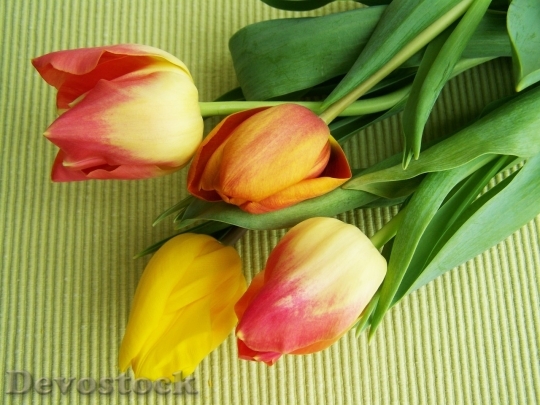 Devostock Tulip beautiful  (422)