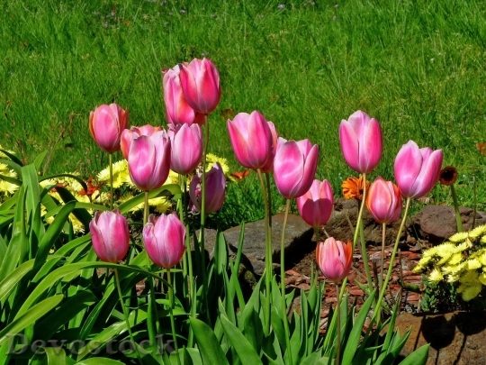 Devostock Tulip beautiful  (424)