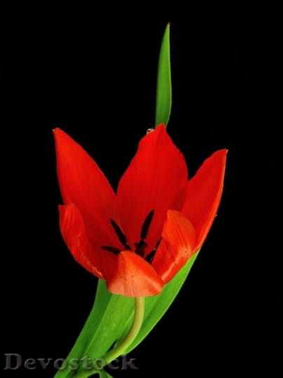 Devostock Tulip beautiful  (425)