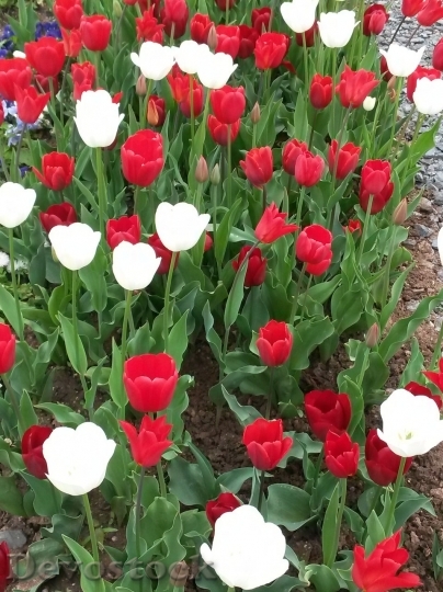 Devostock Tulip beautiful  (427)
