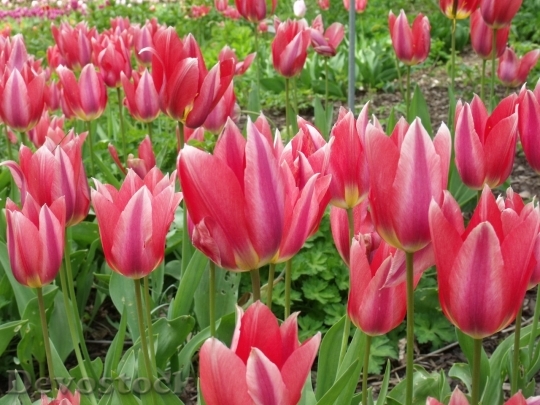 Devostock Tulip beautiful  (428)