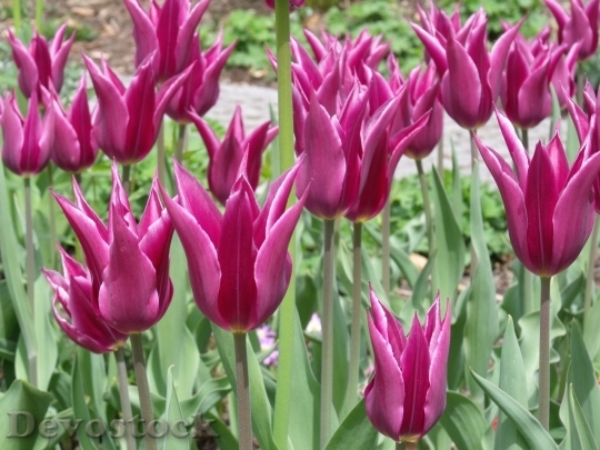 Devostock Tulip beautiful  (429)