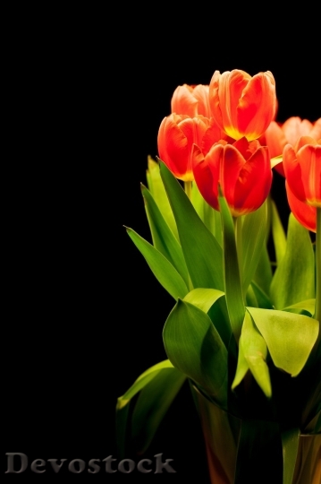 Devostock Tulip beautiful  (43)
