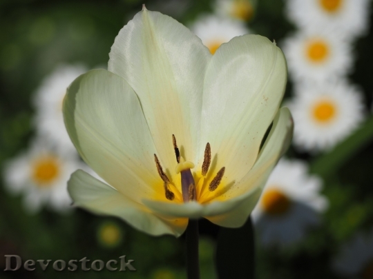 Devostock Tulip beautiful  (432)