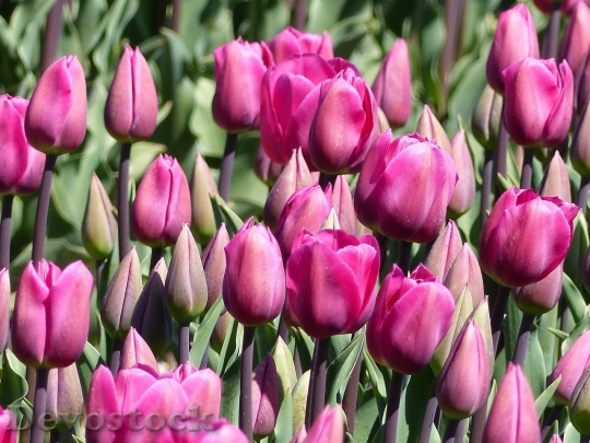 Devostock Tulip beautiful  (434)