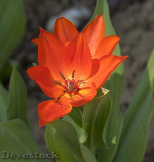Devostock Tulip beautiful  (437)
