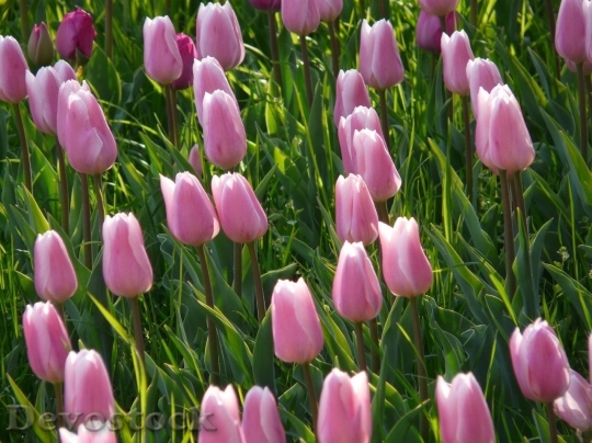 Devostock Tulip beautiful  (439)