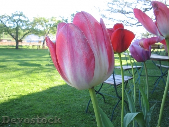 Devostock Tulip beautiful  (44)