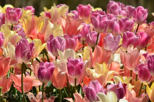 Devostock Tulip beautiful  (440)