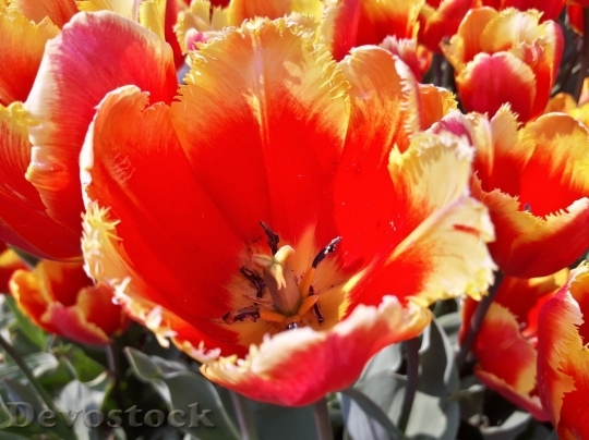 Devostock Tulip beautiful  (441)