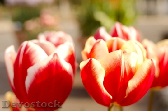 Devostock Tulip beautiful  (443)