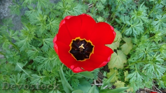 Devostock Tulip beautiful  (444)