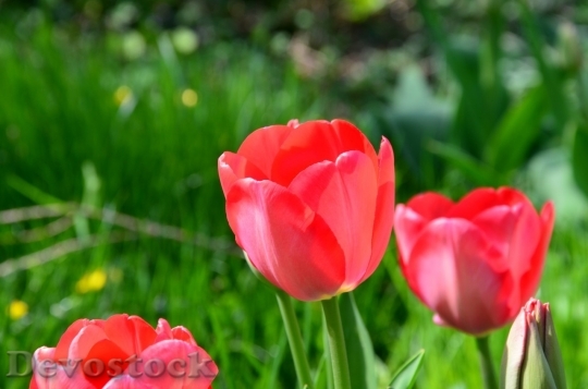 Devostock Tulip beautiful  (445)