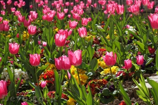Devostock Tulip beautiful  (446)