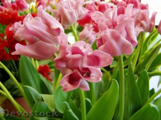 Devostock Tulip beautiful  (447)