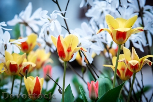 Devostock Tulip beautiful  (448)