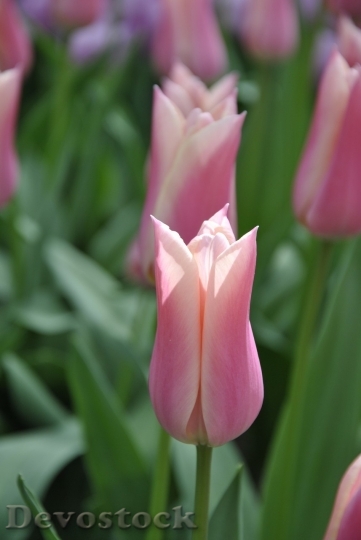 Devostock Tulip beautiful  (449)