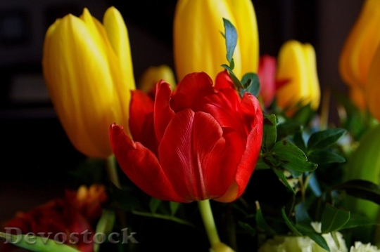 Devostock Tulip beautiful  (45)