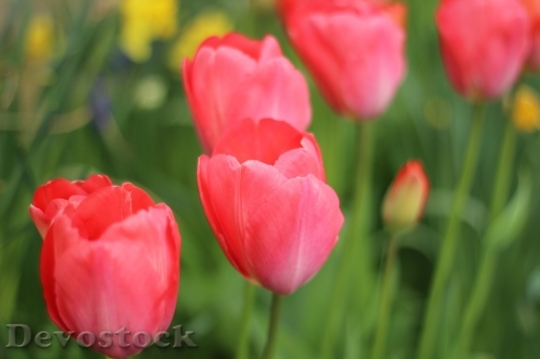 Devostock Tulip beautiful  (451)