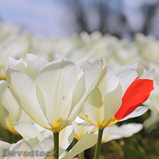 Devostock Tulip beautiful  (452)