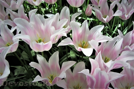 Devostock Tulip beautiful  (454)