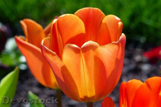 Devostock Tulip beautiful  (455)