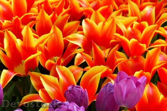 Devostock Tulip beautiful  (457)