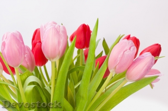 Devostock Tulip beautiful  (459)