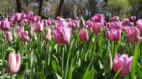 Devostock Tulip beautiful  (461)