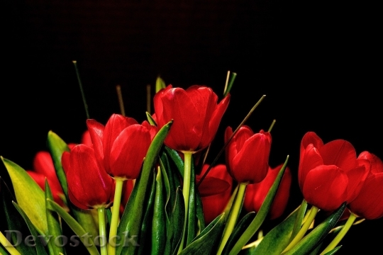 Devostock Tulip beautiful  (462)