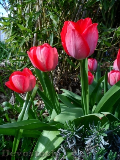 Devostock Tulip beautiful  (463)