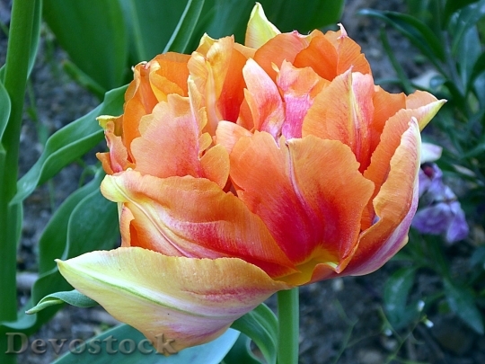 Devostock Tulip beautiful  (464)