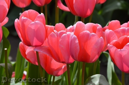 Devostock Tulip beautiful  (465)