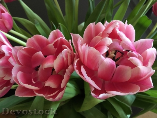 Devostock Tulip beautiful  (467)