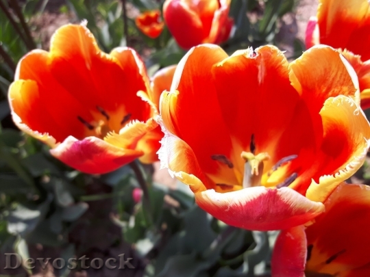 Devostock Tulip beautiful  (468)