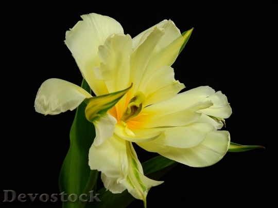 Devostock Tulip beautiful  (469)