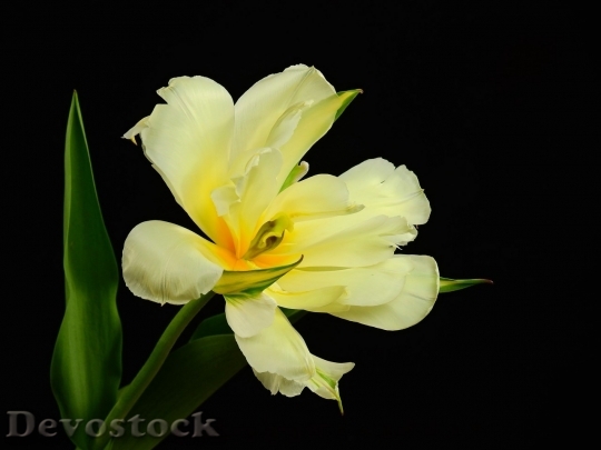 Devostock Tulip beautiful  (471)