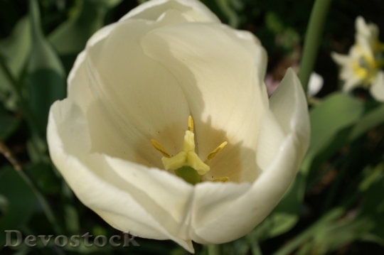 Devostock Tulip beautiful  (472)