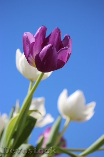 Devostock Tulip beautiful  (476)