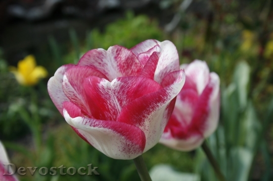 Devostock Tulip beautiful  (477)