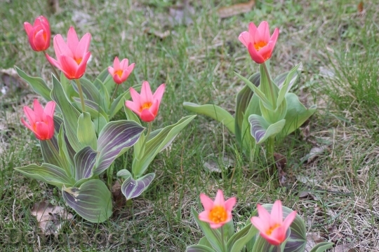 Devostock Tulip beautiful  (478)