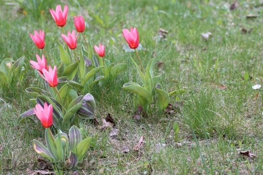 Devostock Tulip beautiful  (479)
