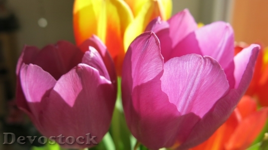 Devostock Tulip beautiful  (48)