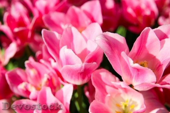 Devostock Tulip beautiful  (480)