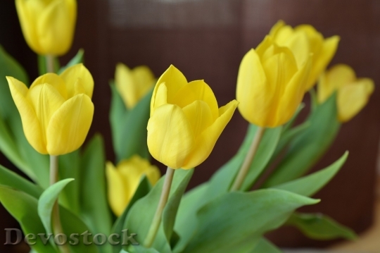 Devostock Tulip beautiful  (485)