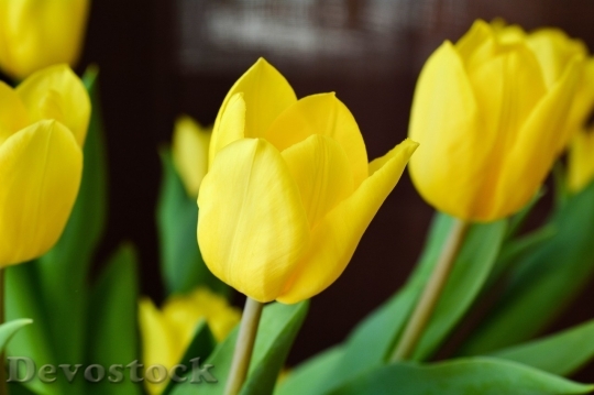 Devostock Tulip beautiful  (486)