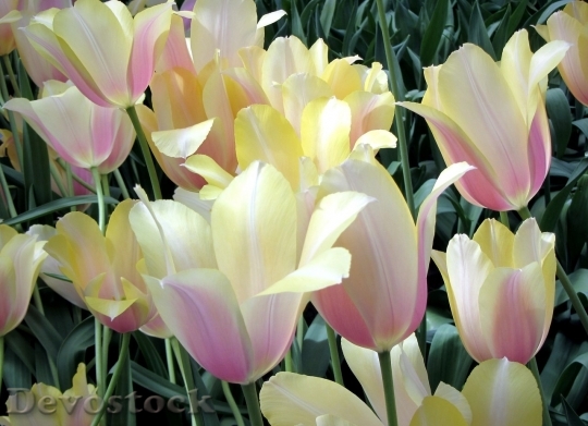 Devostock Tulip beautiful  (489)