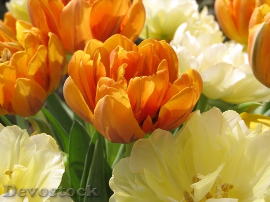 Devostock Tulip beautiful  (492)