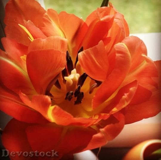 Devostock Tulip beautiful  (493)